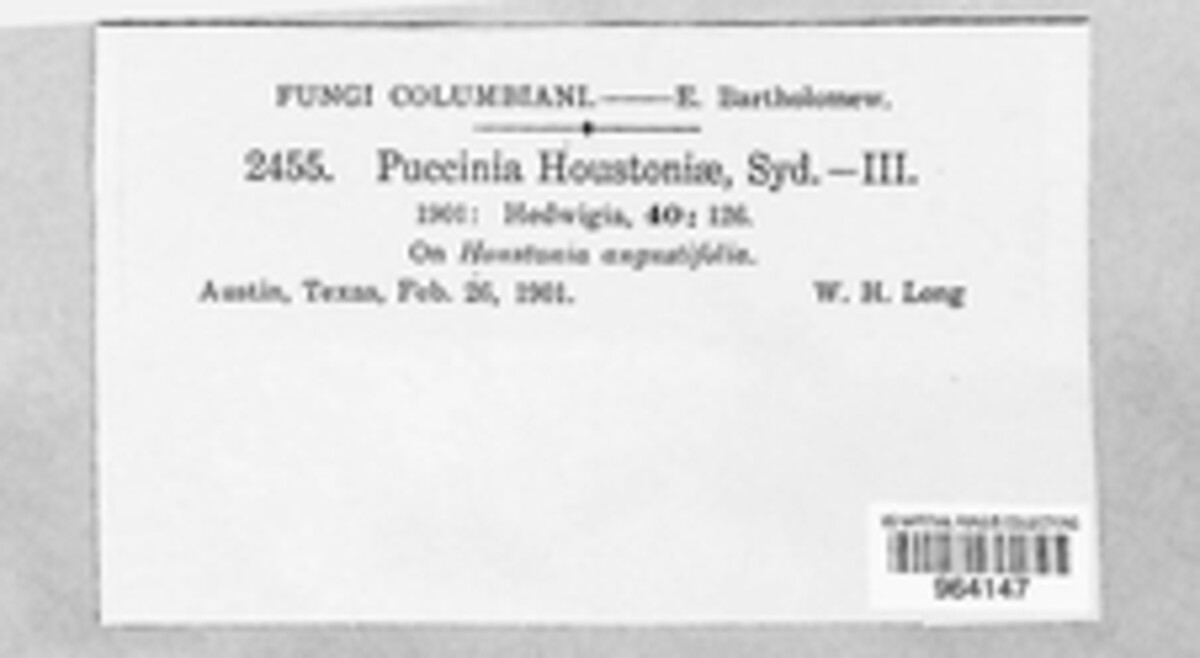 Puccinia houstoniae image